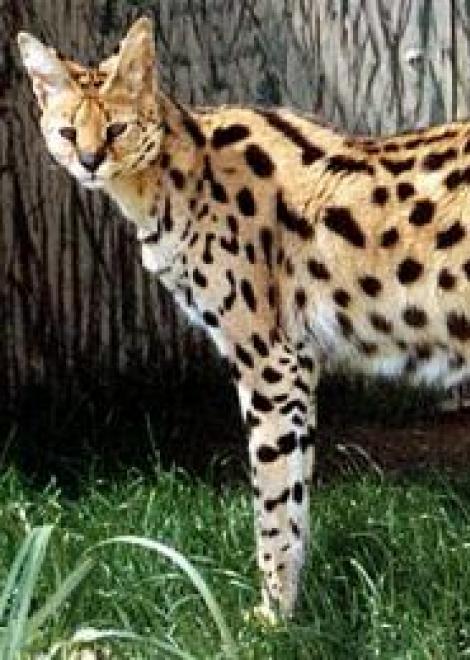 Serval Cat